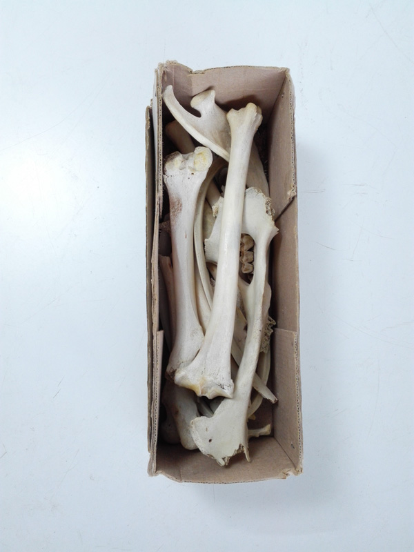 cajas huesos cabra perro fauna taxidermia 1u